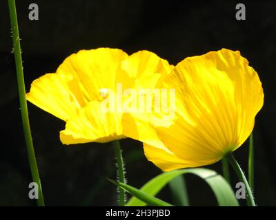 Gros plan de deux fleurs de pavot gallois jaune vif sur fond noir Banque D'Images