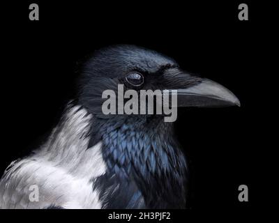 Portrait d'un corbeau à capuchon en gros plan avec le visage en profil Banque D'Images