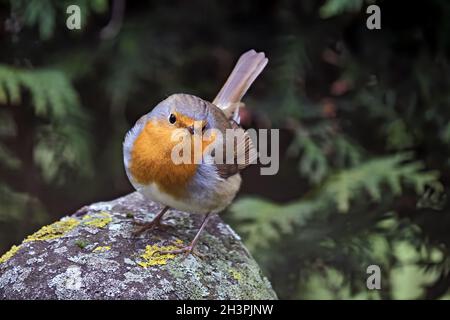 Robin ( erithacus rubecula ). Banque D'Images