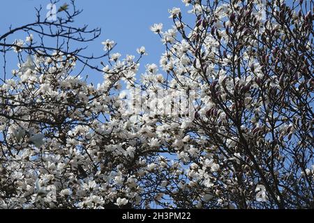 Magnolia salicifolia, magnolia saule Banque D'Images