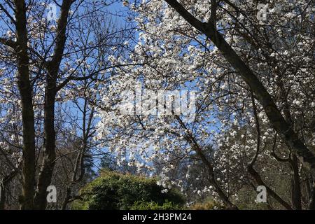 Magnolia salicifolia, magnolia saule Banque D'Images