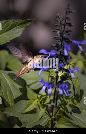 Un colibri boit le nectar des fleurs.Estes Park, Colorado. Banque D'Images