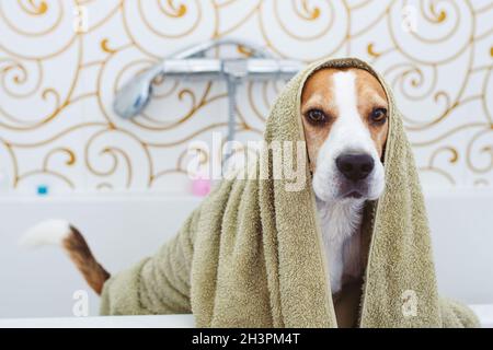 Chien Beagle assis dans la baignoire en attente de séchage Banque D'Images