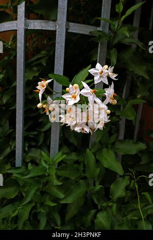 Solanum laxum Album Climber Banque D'Images