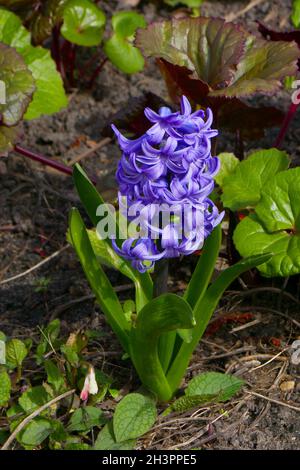 Hyacinthus Banque D'Images