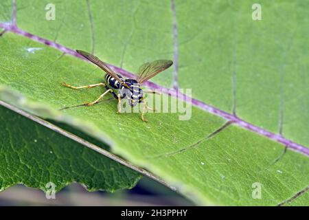 Guêpe gauloise ( Polistes dominula ). Banque D'Images