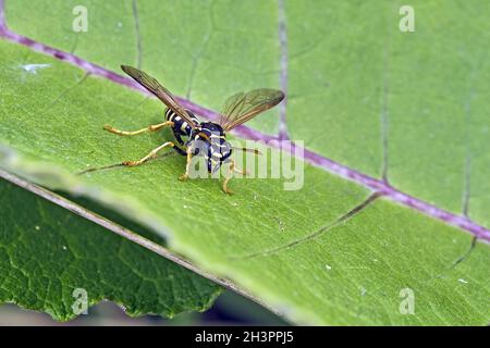 Guêpe gauloise ( Polistes dominula ). Banque D'Images