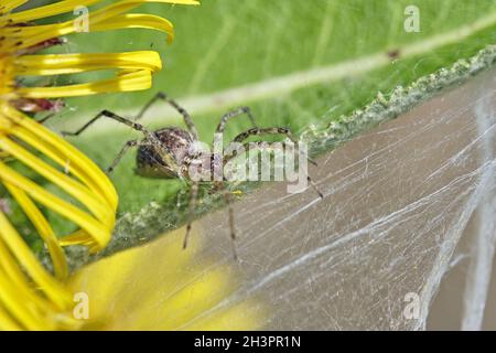 Araignée labyrinthe ( Agelena labyrinthica ). Banque D'Images