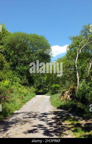 Vue sur une étroite ruelle de campagne entourée d'arbres, de buissons et d'herbe sous le soleil d'été Banque D'Images