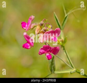 peavine vivace 'Lathyrus latifolius' Banque D'Images