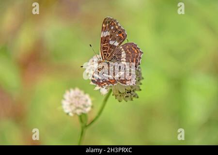 Carte papillon 'Araschnia levana' Banque D'Images