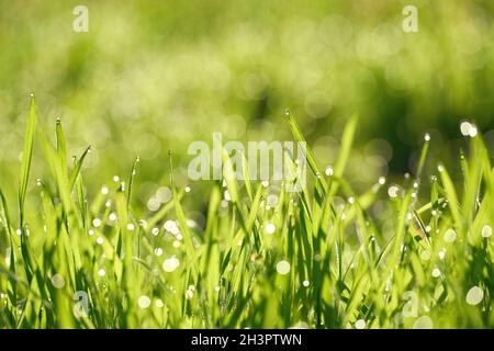 Herbe avec la rosée tombe sur un pré tôt matin au lever du soleil Banque D'Images