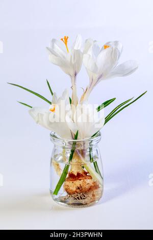 Crocus blanc en fleurs. Banque D'Images