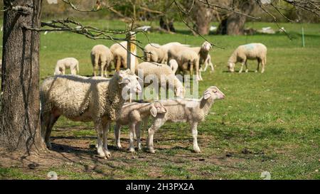 Troupeau de moutons pour l'entretien du paysage sur un pré dans Herrenkrugpark près de Magdeburg en Allemagne Banque D'Images