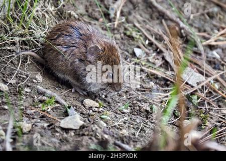 Banque vole (Myodes glareolus). Banque D'Images