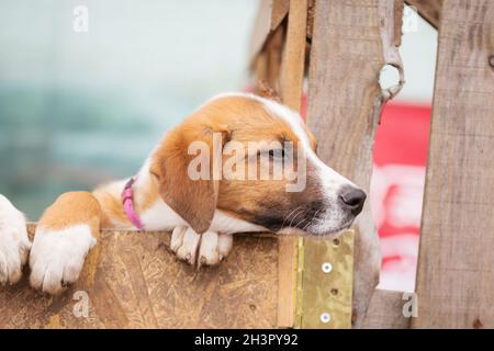 Portrait d'un chien triste dans un abri derrière la clôture Banque D'Images