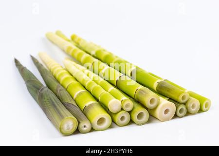 Petites pousses de bambou fraîches isolées Banque D'Images
