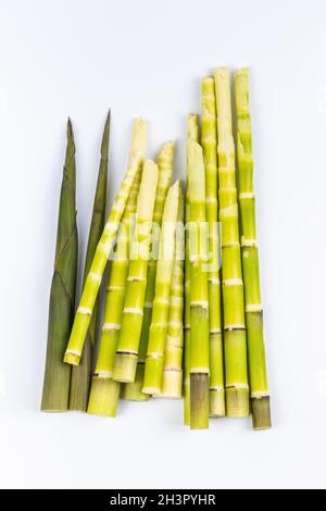 Petites pousses de bambou fraîches isolées Banque D'Images