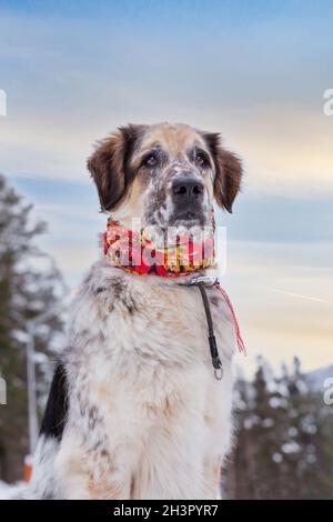 Portrait de chien, pins forestiers et ciel bleu Banque D'Images