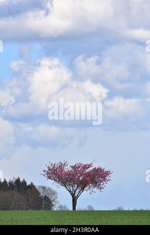 Japanese Cherry Blossom Banque D'Images