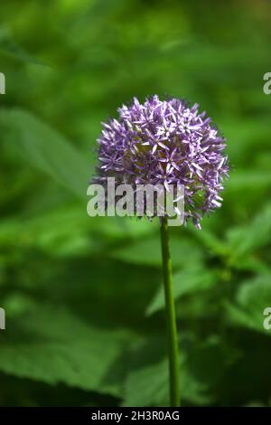 Allium giganteum Banque D'Images