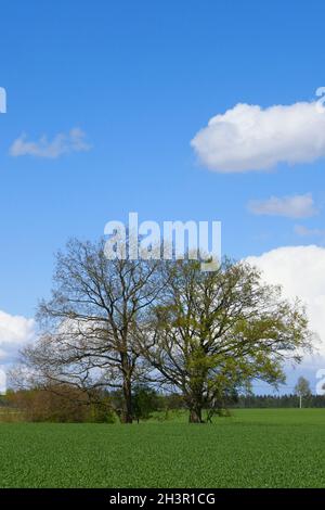 Chênes de champ au printemps Banque D'Images