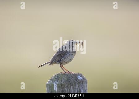 pipit de roche perchée sur une surface en bois avec un insecte dans sa bouche sur un fond flou Banque D'Images