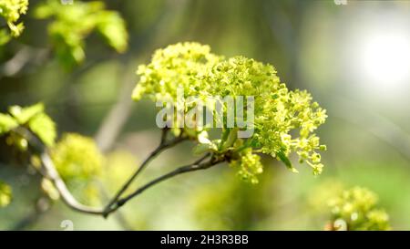 Inflorescence d'un érable de Norvège (Acer platanoides) dans une forêt au printemps Banque D'Images