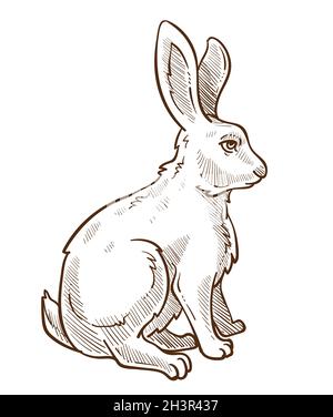Dessin d'esquisse isolé de lièvre, de lapin ou de lapin, ferme ou animal sauvage Illustration de Vecteur