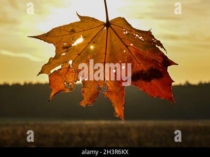 Jacobsdorf, Allemagne.30 octobre 2021.La lumière du soleil levant du matin brille de façon colorée à travers une feuille d'érable de couleur automnale.Credit: Patrick Pleul/dpa-Zentralbild/dpa/Alay Live News Banque D'Images