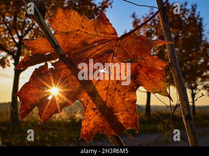 Jacobsdorf, Allemagne.30 octobre 2021.La lumière du soleil levant du matin brille de façon colorée à travers une feuille d'érable de couleur automnale.Credit: Patrick Pleul/dpa-Zentralbild/dpa/Alay Live News Banque D'Images