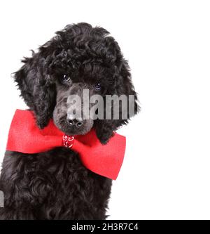Portrait d'un chiot noir Banque D'Images