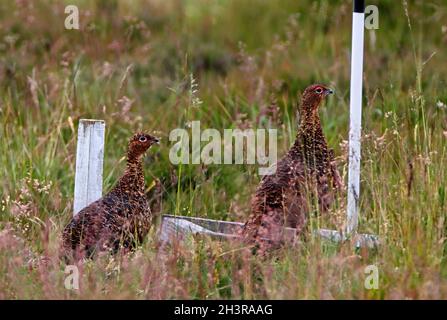 GROUSE ROUGE (Lagopus lagopus scoticus) visitez un plateau de sable sur la lande de bruyères, Écosse, Royaume-Uni. Banque D'Images