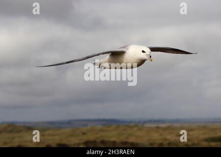 FULMAR en vol, Royaume-Uni. Banque D'Images