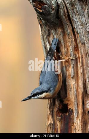 NUTHATCH ROYAUME-UNI. Banque D'Images