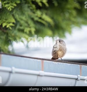 Jeune redstart noir assis sur le toit d'une grange Banque D'Images