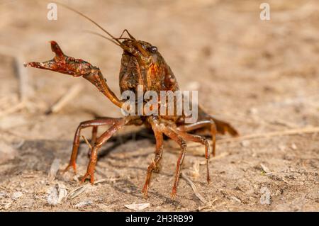 Procambarus clarkii, crayfish marécageux rouge, position agressive, espèce envahissante dans le delta de l'ebro, Catalogne, Espagne Banque D'Images