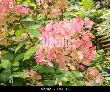 Héliport hybride de Stern, Helleborus Sternii, Angleterre, Royaume-Uni Banque D'Images