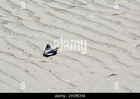 Moules sur la plage - Fischland, Darß, Zingst, Mecklembourg-Poméranie-Occidentale, Allemagne Banque D'Images