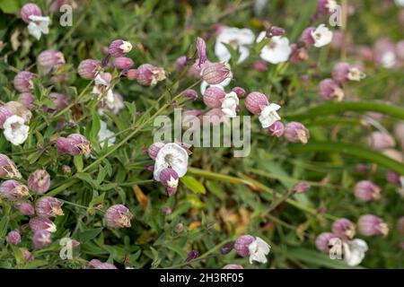 Campion de mer (Silene uniflora) croissant par la côte à Pendennis point à Falmouth, en Cornouailles Banque D'Images