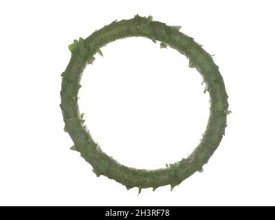 Couronne, cadre en feuilles de chêne vert isolées sur fond blanc. Banque D'Images