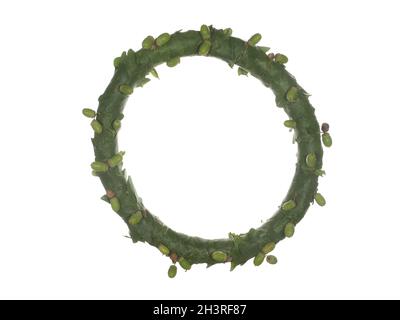 Couronne, cadre en feuilles de chêne avec des glands isolés sur fond blanc. Banque D'Images