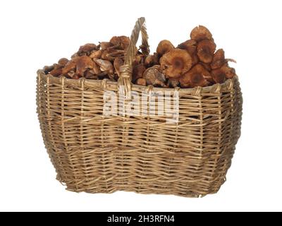 Ancien panier de branches de brousse avec des champignons d'automne miel agarics isolés sur un fond blanc. Banque D'Images