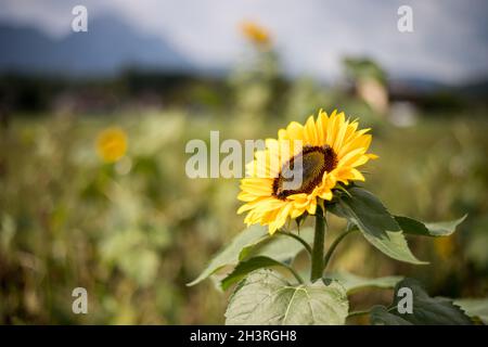 Champ de fleurs de soleil en été Banque D'Images