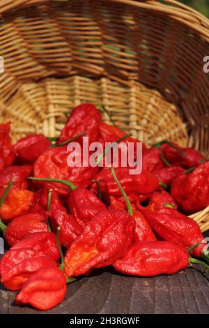 Panier de piment frais Bhut Jolokia Ghost Chili Peppers au marché rural Banque D'Images