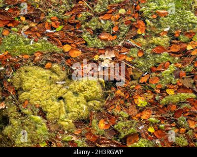 Algues vertes et feuilles d'automne tombées sur une surface d'étang Banque D'Images
