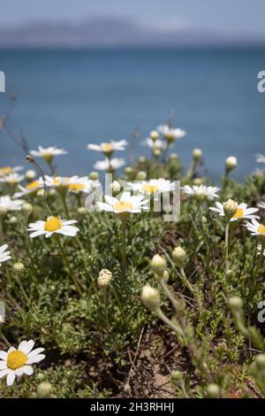 Chrysanthemum zawadskii fleurit au bord de la mer Banque D'Images