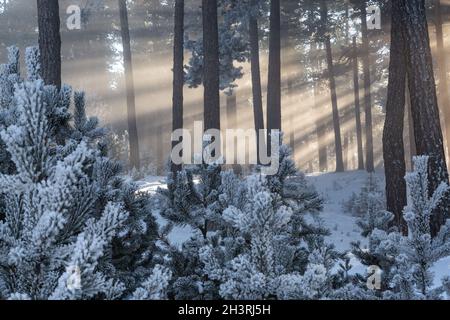 Vue impressionnante sur le brouillard et la lumière du soleil après le gel sur les célèbres pistes de ski de Sarıkamış avec ses forêts de pins jaunes et de neige cristalline. Banque D'Images