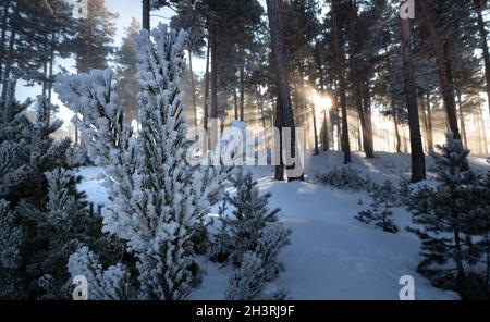 Branches de pin congelées après le gel dans les forêts de Sarıkamış.En arrière-plan, il y a une vue impressionnante de la lumière du soleil dans la forêt brumeuse. Banque D'Images