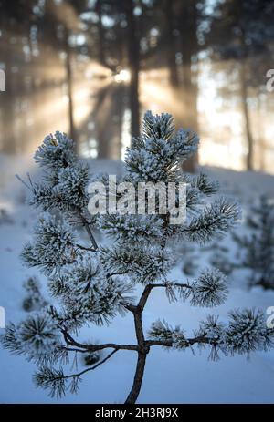 Vue impressionnante sur le brouillard et la lumière du soleil après le gel sur les célèbres pistes de ski de Sarıkamış avec ses forêts de pins jaunes et de neige cristalline. Banque D'Images